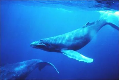 Quel poids peut atteindre une baleine ?