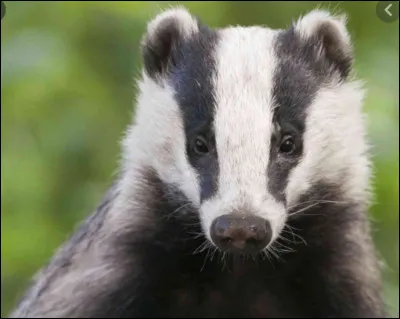 Quel est cet animal ?