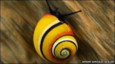 Est-ce que l'escargot peint de Cuba est en voie de disparition ?