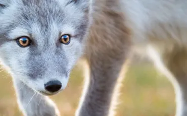 Quiz Animaux