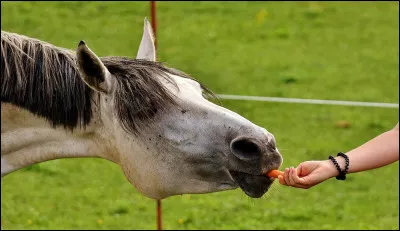 Le cheval peut vomir :