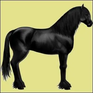 Ce cheval (d'quideow) est un :