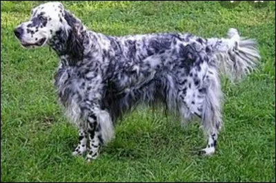 Quelle est la nationalité de ce chien ? 
- Setter llewellin