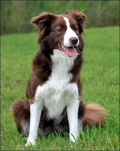 De quelle race est ce magnifique chien ?
Niveau moyen