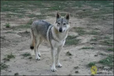 De quelle race est ce chien ?