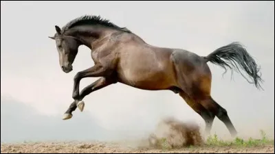 Combien y a-t-il d'allures pour le cheval ?