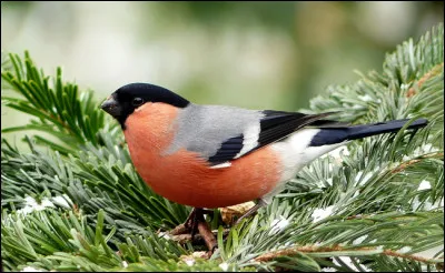 Quel est cet oiseau ?