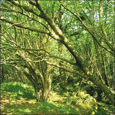 Quel arbre est aussi appelé coudrier ?