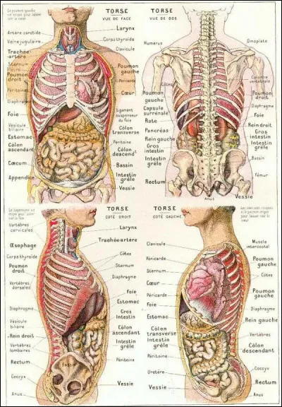 Dans le corps humain, où se situe l'astragale ?