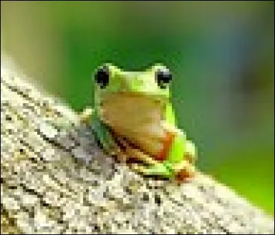 Qui embrasse cette adorable petite grenouille ?