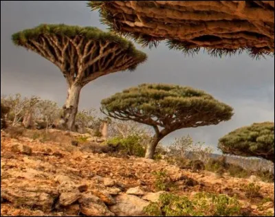 Le dragonnier est une plante connue depuis l'Antiquité par les Grecs, les Romains puis les Arabes qui utilisaient sa sève comme teinture. De quelle couleur s'agit-il ?