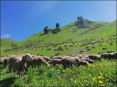 Nous partons de la station de ski iséroise, qui a eu l'honneur de voir Killy gagner ses médailles, aux J.O. 1968, et dont nous admirons les moutons venus d'Arles pour paître dans les prairies verdoyantes des montagnes de Belledonne :