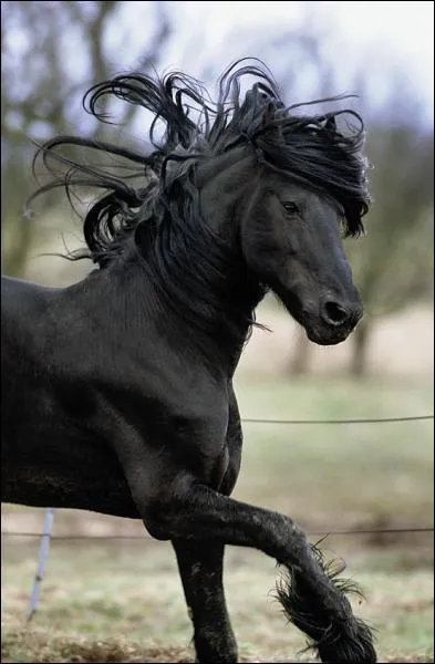 Quelle est la race de ce cheval ?