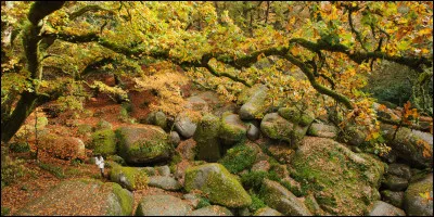 "Le bois-d'en-haut" : Tel se nomme l'endroit, et les bretonnants sauront de quoi l'on parle... Mais connaissent-ils le nom donné à cette "formation géologique" naturelle ?