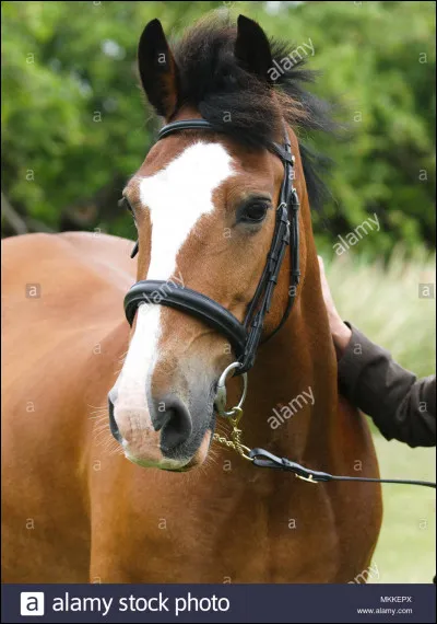 Quelle est la robe de ce cheval ?