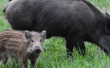 Quiz Animaux