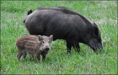 Comment se nomme le bébé du sanglier ?