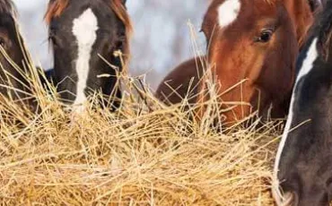 Quiz Chevaux