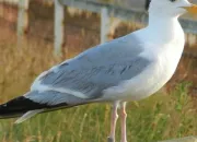 Quiz Que sais-tu des oiseaux ?