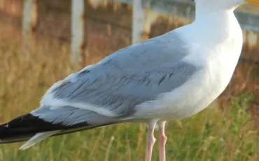 Quiz Oiseaux