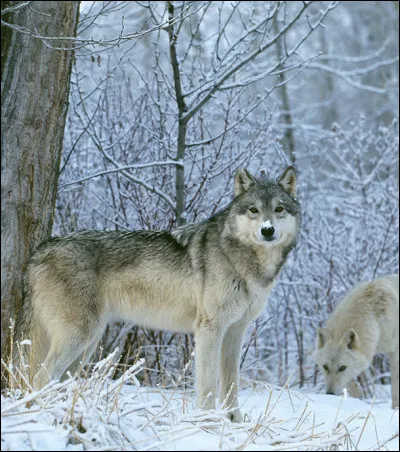 Quel est ce carnivore qui chasse en meute ?