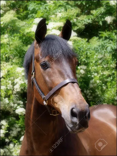 Quelle est la robe de ce cheval ?