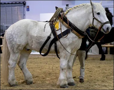 Mamers (5 299 hab.) est située dans le ...(1) à la limite d'une région célèbre pour ses chevaux particulièrement robustes, race appelée ...(2)