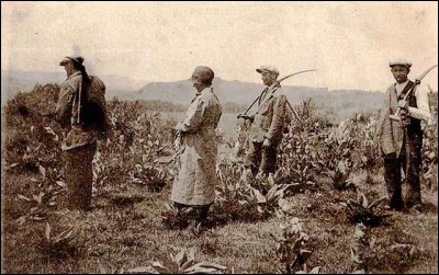 Jolie plante [laquelle ?] dont on distille racines et rhizomes pour un alcool puissant (Jura, Vosges, Franche-Comté, Savoie et Massif Central). En Velay, des travailleurs les arrachent armés de leur ...