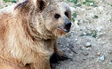 Quiz Animaux