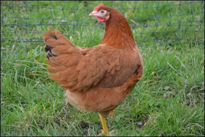 Pour commencer, quelle est la principale espèce de poule d'élevage en France et qui produit des ufs comestibles ?