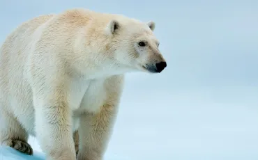 Quiz Animaux