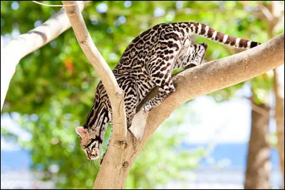 Ce petit félin vit presque exclusivement dans les arbres des forêts tropicales d'Amérique.
Aussi connu sous le nom de chat-tigre, ce véritable acrobate est...