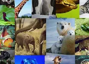 Quiz Quel est cet animal ? (2)