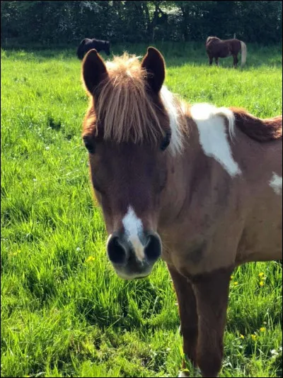 Comment dit-on ''cheval'' en anglais ?