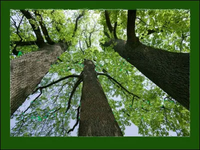 Pourrait-on dire que certains arbres sont "amis", tant leur croissance semble se déterminer en fonction de celle de(s) autre(s) ?