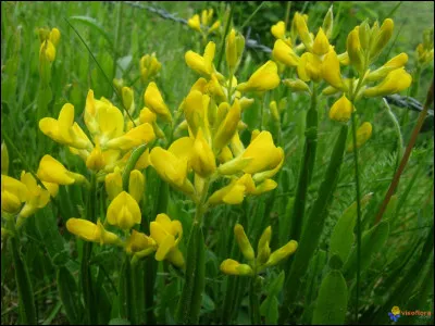 Durant quel mois la floraison du genêt ailé débute-t-elle ?