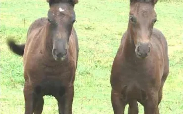 Quiz Chevaux