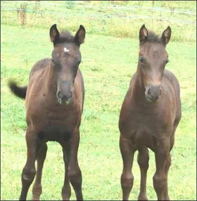 Quand le cheval a les oreilles penches en avant, qu'est-ce que a veut dire ?