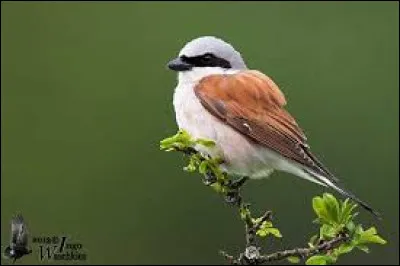 Ce petit oiseau est un redoutable prédateur !