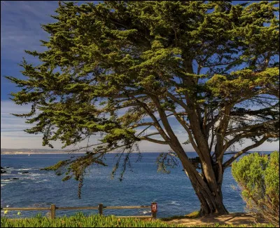 Quel arbre symbolise la vie ?