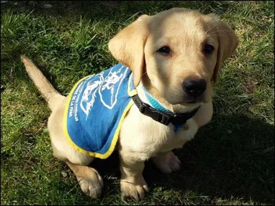 Préfères-tu les chiens petits, moyens ou grands ?