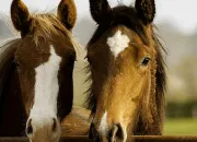 Quiz Les robes des chevaux