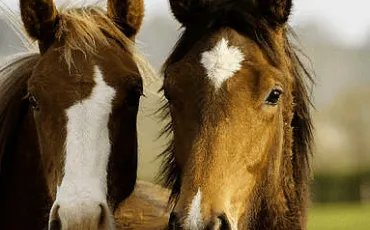 Quiz Chevaux