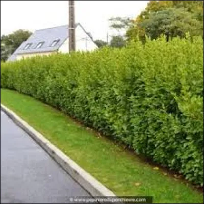 Le griselinia se plaira pour les jardins situés en bord de mer.