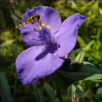 Près de Rocroi, dans les Ardennes, on peut faire une très belle randonnée dans la vallée...