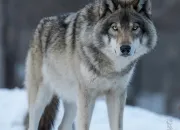 Quiz Connaissez-vous bien les loups ?