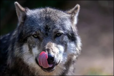 Quel est le nom scientifique du Loup ?