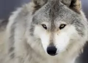 Quiz Connaissez-vous le loup ?