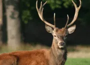 Quiz Connaissez-vous le cerf ?