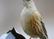 Quiz Quel est le nom de cet oiseau ?